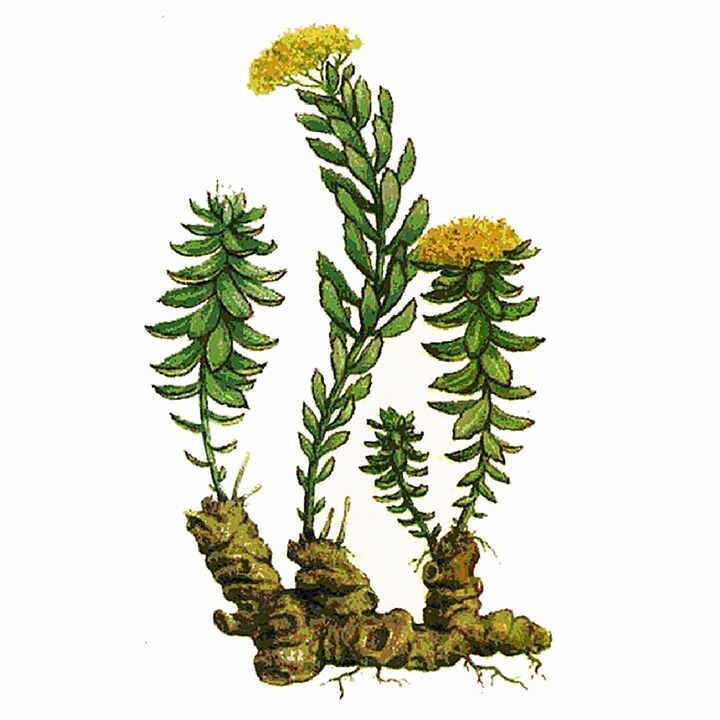 Rosela rhodiola kivonat a gigant gél részeként